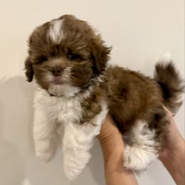 Dawson - Brown male Shihpoo puppy in Cumming, Georgia from Nell’s Doodle & Dolls