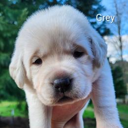 Grey collar - Yellow male Labrador Retriever puppy in Mossyrock, Washington from White River Labradors