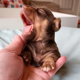 Petey - Chocolate and white male Teddy Roosevelt Terrier puppy in Claremore, Oklahoma from Travelin' Man Terriers