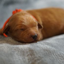 Red Girl - Dark golden female Golden Retriever puppy in Ozark, Alabama from Nomadic Reds Golden Retrievers