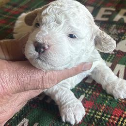 Frosty, 5 days old - Silver male Cockapoo puppy in Crawford, Colorado from Saddle Mountain Doodles