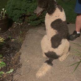 Poodle All Grown Up from Wunderlins Standard Poodles