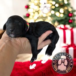 Boy 6 - male Poodle puppy in Spring Hills, Florida from The Olympus Standard Poodle