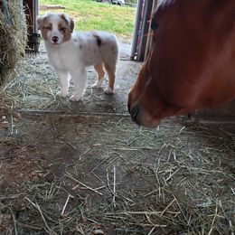 Australian Shepherd Puppies from Polaris Australian Shepherds