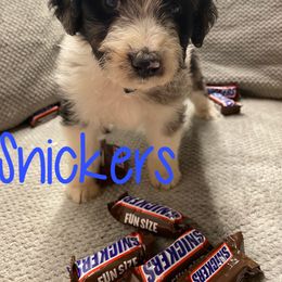 Aussiedoodle and Australian Shepherd Puppies from Rainbow Ranch