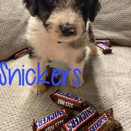 Aussiedoodle and Australian Shepherd Puppies from Rainbow Ranch
