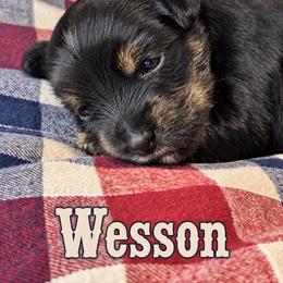 Wesson - Black and tan male Yorkshire Terrier puppy in Goode, Virginia from Glass Hill Yorkies