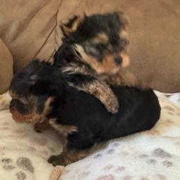 Aiden - Black and tan male Yorkshire Terrier puppy in Dexter City, Ohio from Harriman's Yorkshire Terriers