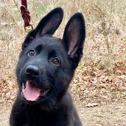 German Shepherds from Joli's German Shepherds