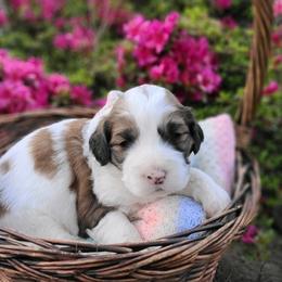 Saint Berdoodle and Saint Bernard Puppies from PNW Saint Berdoodles