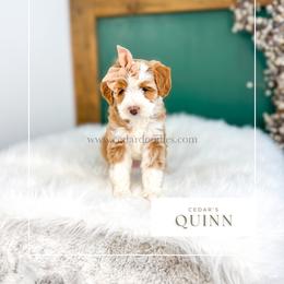 Q u i n n - Red female Bernedoodle puppy in Cedar City, Utah from Cedar Doodles- Home of the Teddybear Goldendoodle