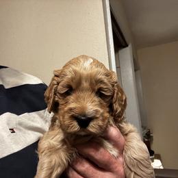 Labradoodle Puppies from Napa Valley Labradoodles