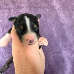 Black tri male - Black tri male Miniature American Shepherd puppy in Connecticut from Novus Kennels