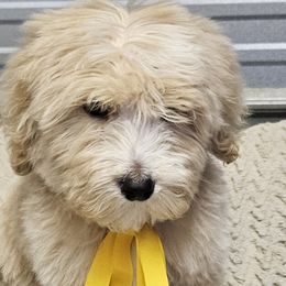 Boy 5 yellow boy - Goldendoodle puppy from Kat's Teddydoodles
