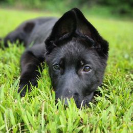 Boy 8 - male German Shepherd puppy in White Cloud, Michigan from Von WestLynn German Shepherds
