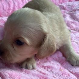 Beau - Cream male Dachshund puppy in Salem, Oregon from Longdox Mini Dachshunds
