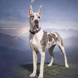 Kymber - Great Dane