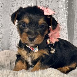 Lily - Black and tan female Yorkshire Terrier puppy in Denver, Colorado from Melrey's paws