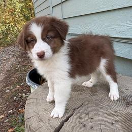 Hunter - Red tri-color male Australian Shepherd puppy in Grants Pass, Oregon from Carmel Mountain Aussies