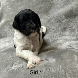 Goldendoodle Puppies from Bell’s Goldendoodles