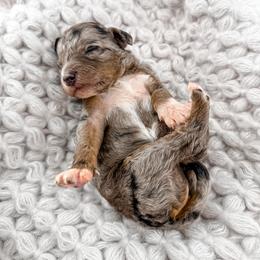 Mittens - Merle female Goldendoodle puppy in Jamestown, Kentucky from Milk & Honey Doodles