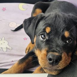 Rottweilers from Stolz Rottweilers von Raiden