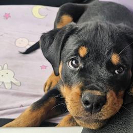 Rottweilers from Stolz Rottweilers von Raiden