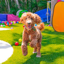 Jasper - Goldendoodle
