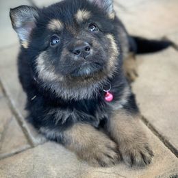 German Shepherd and White Shepherd Puppies from Scenic Creek German Shepherds
