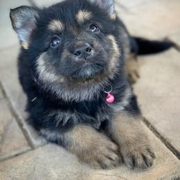 German Shepherd and White Shepherd Puppies from Scenic Creek German Shepherds