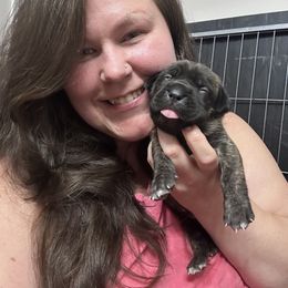 Cane Corso Puppies from Coastal View Kennels