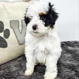 Clove - Black and white female Bernedoodle puppy in Granton, Wisconsin from Rose River Farms