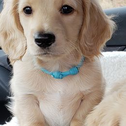 Dachshund Puppies from Cream Doxie Luv