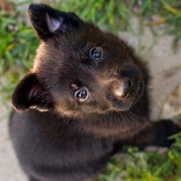German Shepherd Puppies from Zwinger Vom Rabenauge