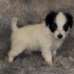 Chloe - White black and tan female Papillon puppy in Howe, Oklahoma from Southern Sweet Papillons