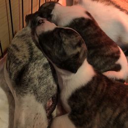 Whippet Puppies from Rose Acre Whippets