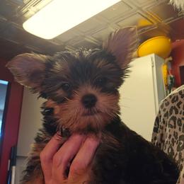 Girl 1 - Black and tan female Yorkshire Terrier puppy in Spokane, Washington from Dana's Yorkies