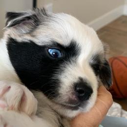 Obsidian, Blue Merle Mini Aussie with Tail - Blue merle male Miniature Australian Shepherd puppy in Douglas, Arizona from Starry-Eyed Mini Aussies with Tails