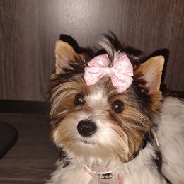 Yorkshire Terriers from Saraphina's Little Yorkie Angels