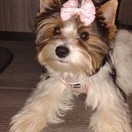 Yorkshire Terriers from Saraphina's Little Yorkie Angels