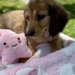 Pearl - Red female Dachshund puppy in Moreno Valley, California from DeLorenzo Dachshunds