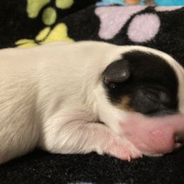 Assorted Doodle Crosses, Double Doodle, Maltipoo, Morkie, and Yorkipoo Puppies from Danza Bolo