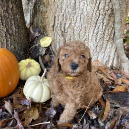 Girl 1 - Assorted Doodle Crosses puppy in Due West, South Carolina from Miller Family Puppies
