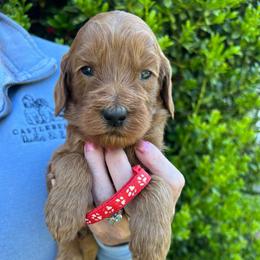 Red - Red  male Goldendoodle puppy in Indian Trail, North Carolina from Castleberry Doodles and Poodles