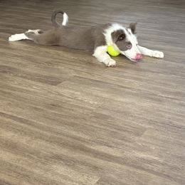 Kodiak - Lilac male Border Collie puppy in Defuniak Springs, Florida from Blue Cypress Stock dogs