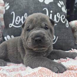 Liberty - Blue dilute female Chinese Shar-Pei puppy in Four Oaks, North Carolina from DCSHARPEI