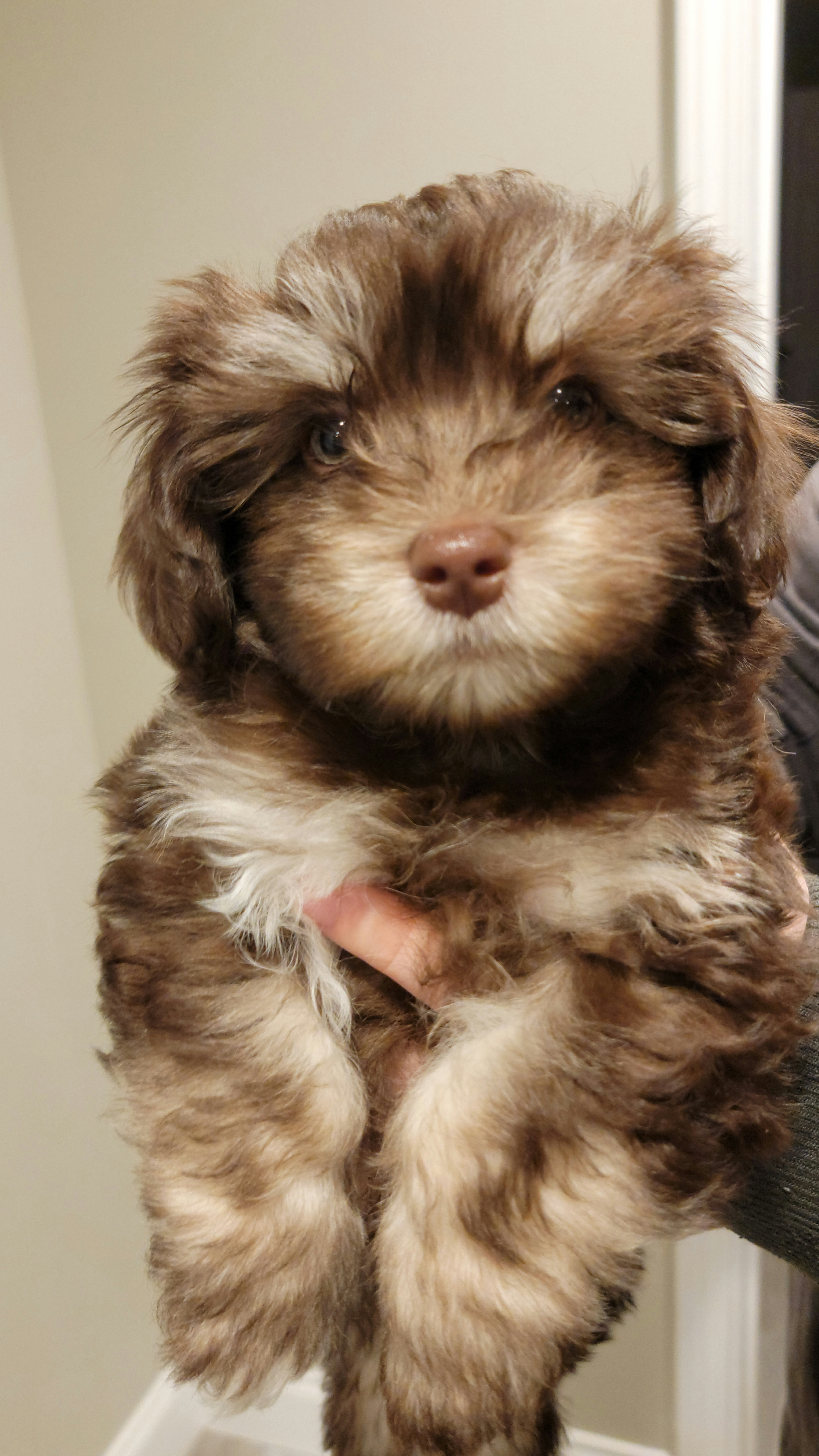 Havanese Puppies from Sweet Southern Havanese