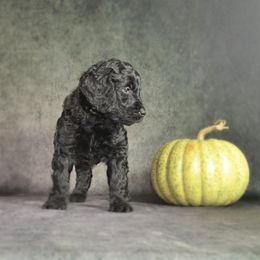 Dilute Retriever and Labradoodle Puppies from Von Bussler Labradoodles & Retrievers
