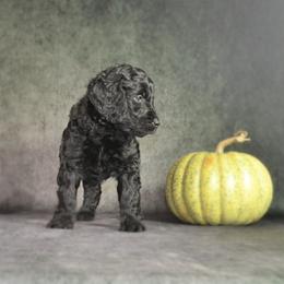 Dilute Retriever and Labradoodle Puppies from Von Bussler Labradoodles & Retrievers