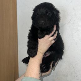 Rena - white collar - Black female German Shepherd puppy in Winterport, Maine from Vom Stevens Old Fashioned German Shepherds
